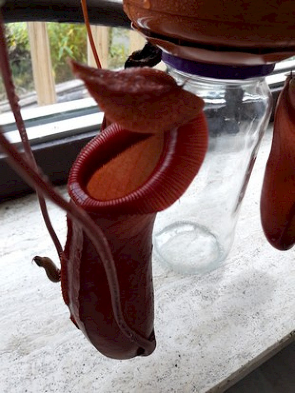 Nepenthes x βVentrataβ